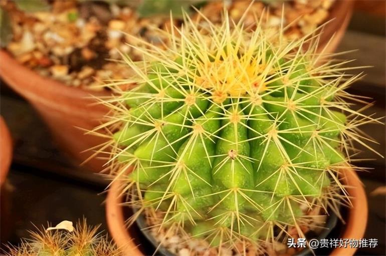 什么植物适合冬天养，代表冬天的植物大全