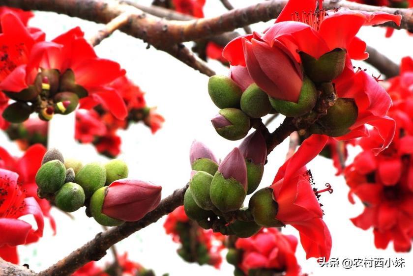 木棉花花语和寓意是什么，描述木棉花代表的象征