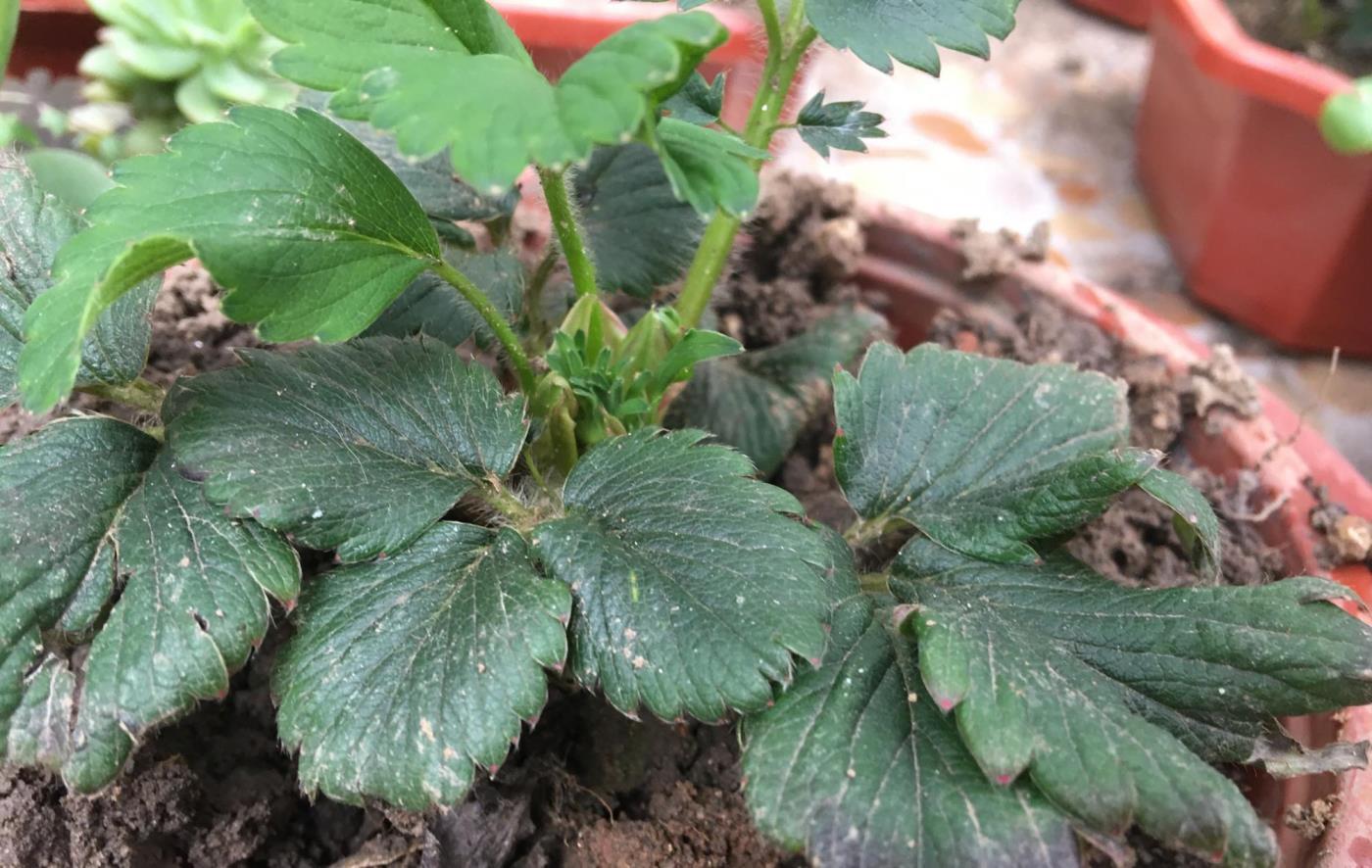 怎样自己培育草莓苗，新手种植草莓苗的全过程