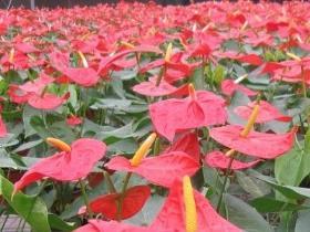 红掌几月开花结果，有关红掌的花期时间