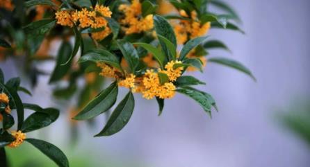 桂花开放在什么季节，有关桂花花期简介