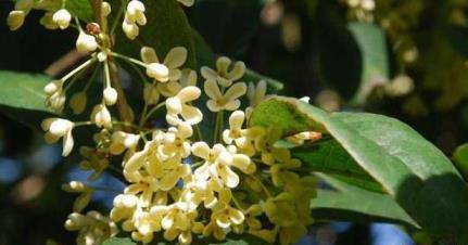 桂花开放在什么季节，有关桂花花期简介