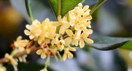 桂花开放在什么季节，有关桂花花期简介