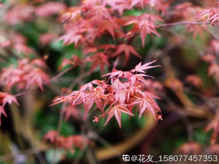 喜阴的开花植物都有哪些，盘点十大耐阴的室内植物