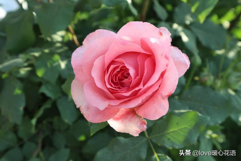 月季花花语和寓意是什么，描述月季代表的象征意义