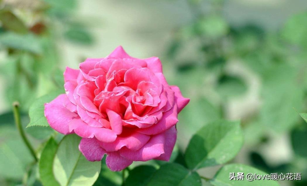 月季花花语和寓意是什么，描述月季代表的象征意义