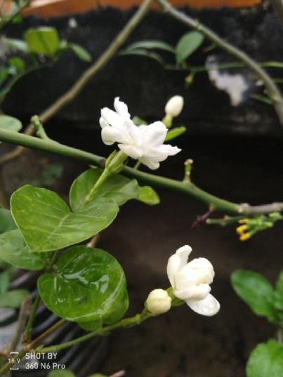 夏季茉莉花怎么养，种植茉莉的注意事项