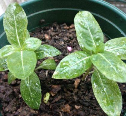 植物种植方法是什么，最简单的植物种植技术