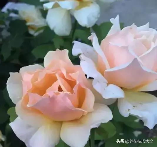 6月份开什么花，盘点六月最具代表性的花