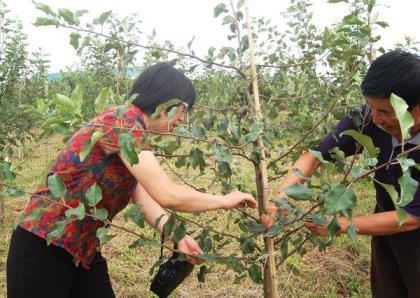 什么时候修剪苹果树枝好，分享修剪树木最佳时间