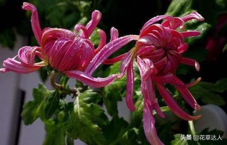 菊花开放时间在几月份，有关菊花的花期季节