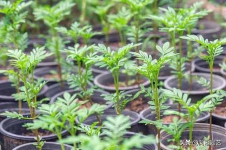 万寿菊几月份开花，有关万寿菊开花时间