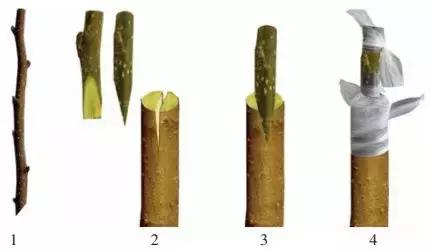 树木嫁接有几种方法，分享嫁接大树的方法和技术