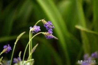 羽叶薰衣草耐寒吗冬天，种植薰衣草的注意事项