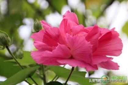 芙蓉花在什么季节开花，了解芙蓉花观赏季节