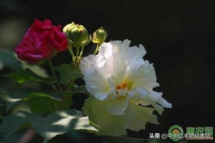 芙蓉花在什么季节开花，了解芙蓉花观赏季节