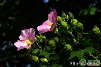 芙蓉花在什么季节开花，了解芙蓉花观赏季节