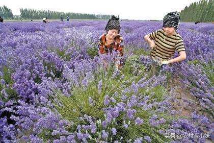 薰衣草适合哪里种植，薰衣草的种植方法与时间