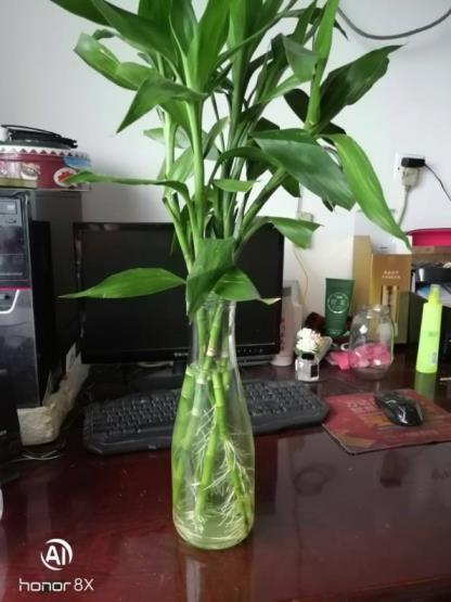 植物富贵竹怎么养，盆养富贵竹的养殖方法