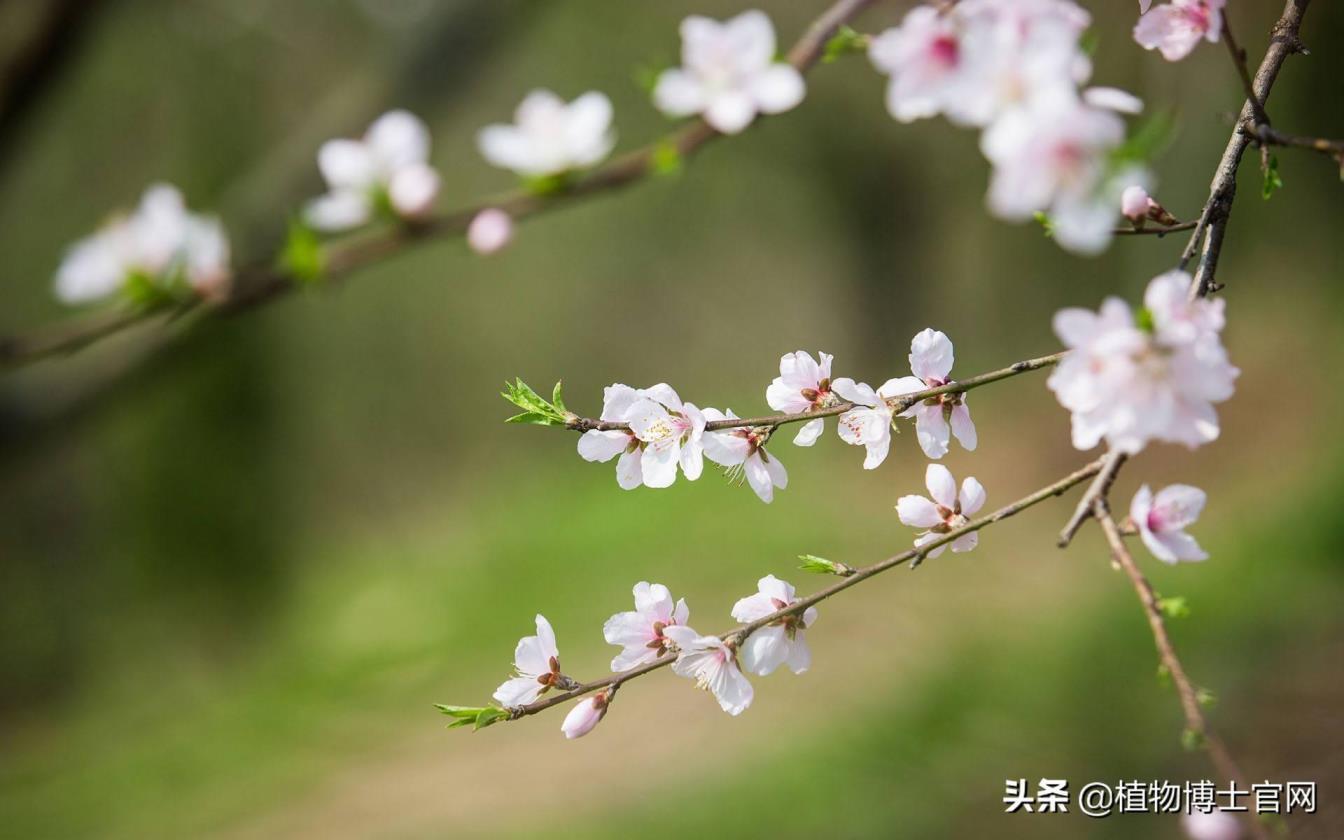 桃花是几点开花的，描述桃花的花期季节