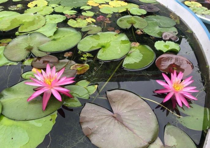 鲜花睡莲怎么养，鲜切花睡莲的养护知识