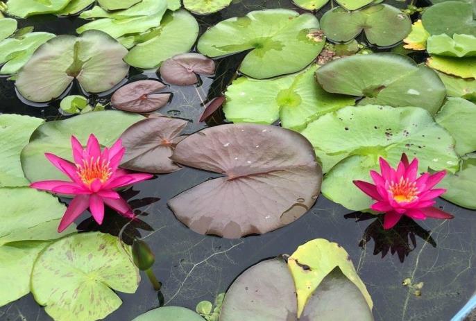 鲜花睡莲怎么养，鲜切花睡莲的养护知识