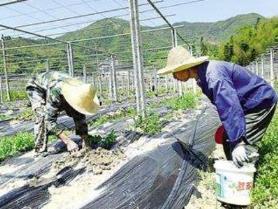 百香果怎么种植，分享百香果种植技术要点