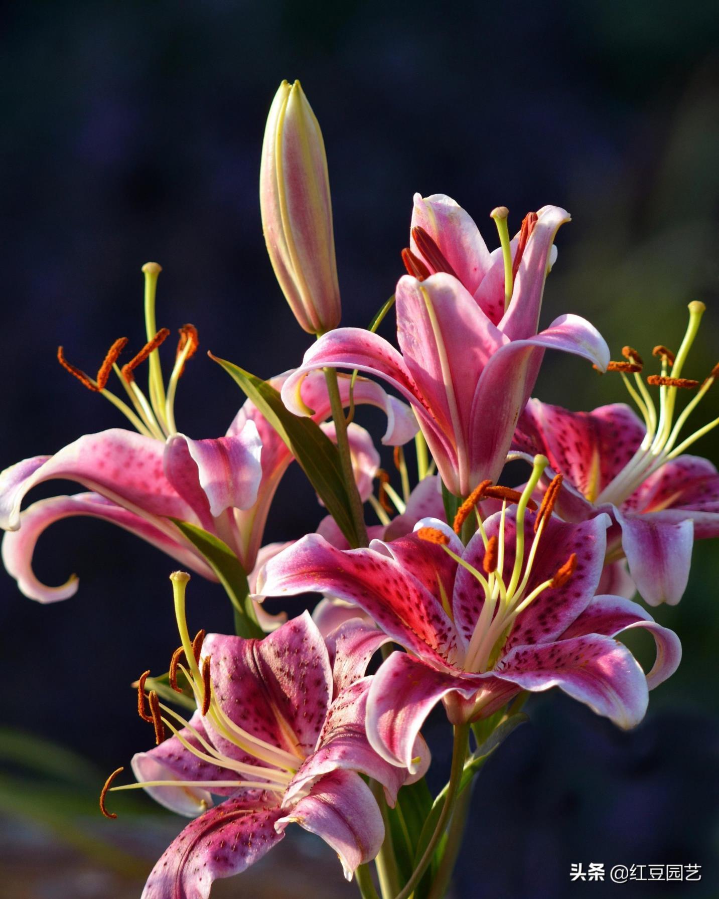 香水百合怎么养才能开花，栽培香水百合的技巧