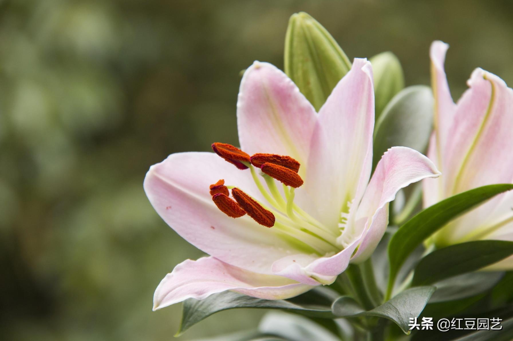 香水百合怎么养才能开花，栽培香水百合的技巧