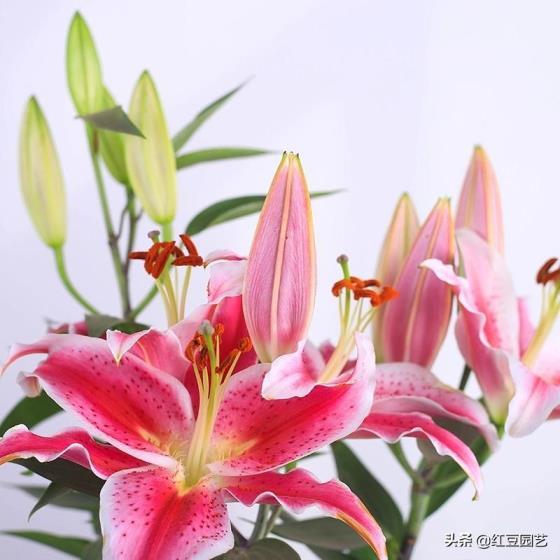 香水百合怎么养才能开花，栽培香水百合的技巧