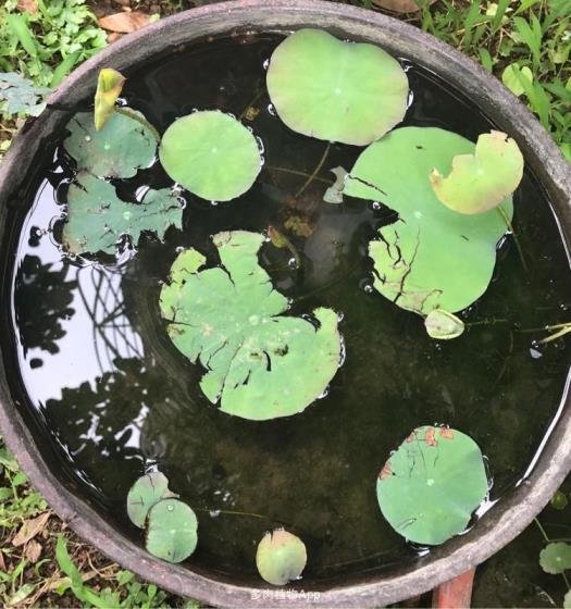 碗莲的种植方法和禁忌，栽培碗莲的注意事项