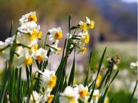 水仙花开放的时间是什么时候，有关水仙花的花期季节