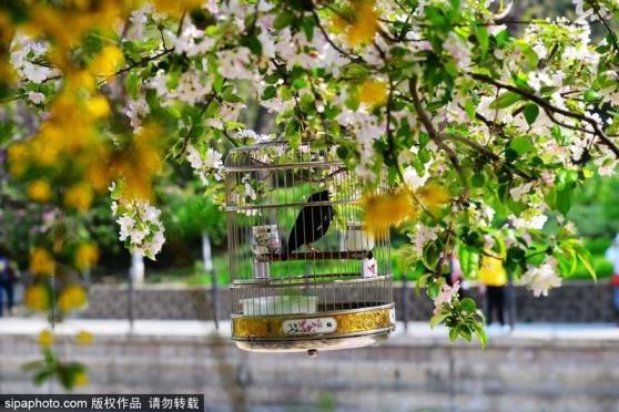 海棠什么季节开的花，关于海棠花期简介