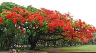 凤凰花适合送什么人，凤凰花的寓意和花语