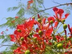 凤凰花适合送什么人，凤凰花的寓意和花语