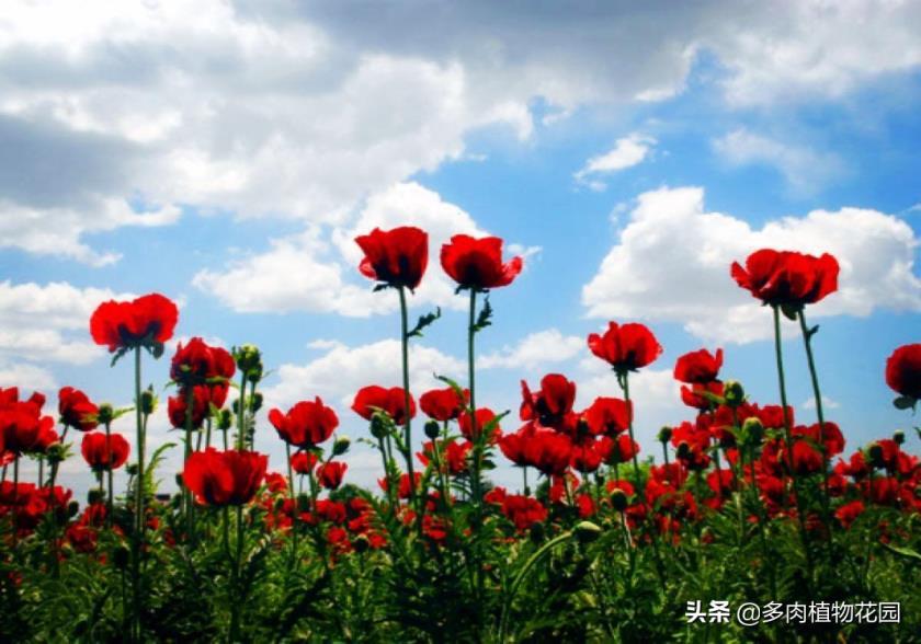 虞美人几月份开花，有关虞美人的观赏季节