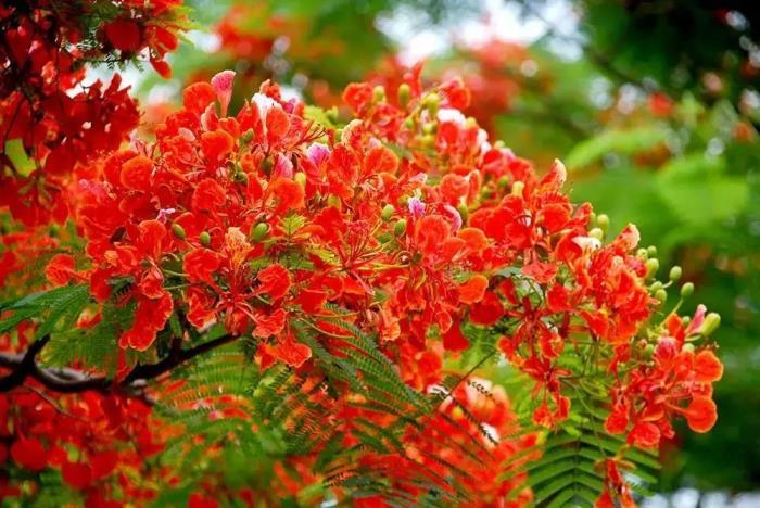 红花楹树适合庭院种植吗，有关红花楹的特征简介