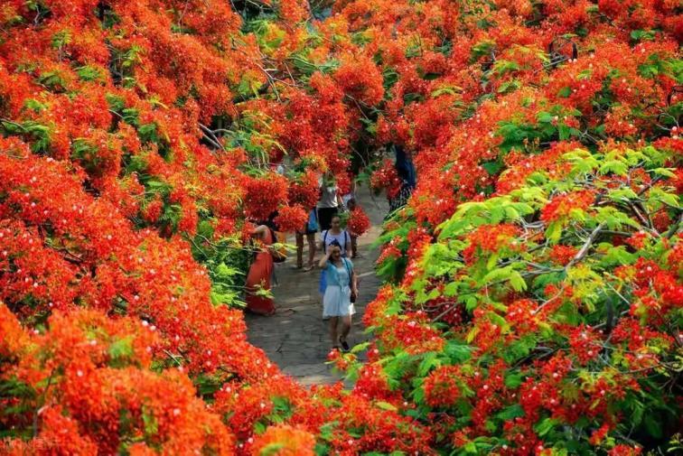 红花楹树适合庭院种植吗，有关红花楹的特征简介