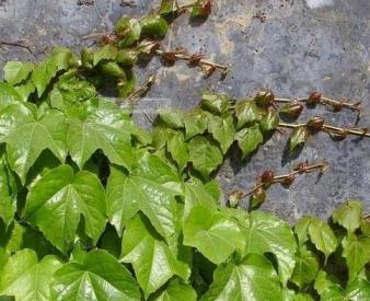 爬山虎怎样种植最好，栽种爬山虎的注意事项