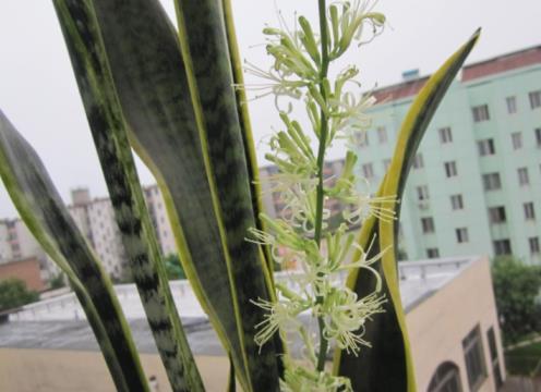 虎皮兰开花对人体有害吗，有关虎皮兰的栽培管理要点