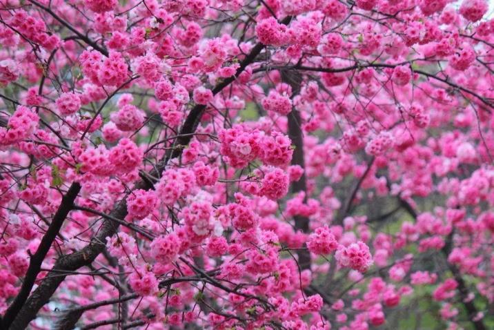 常见樱花品种有哪些，了解樱花的种类介绍