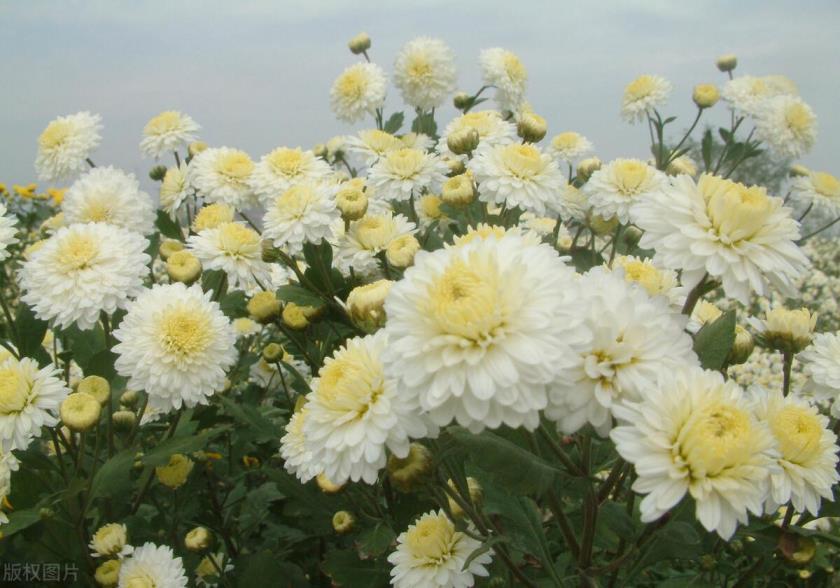 菊花修剪时间和方法，了解菊花的修剪养护教程