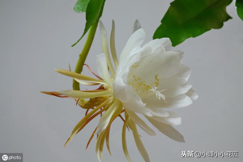 昙花冬天的养殖方法是什么，教你养昙花的妙招