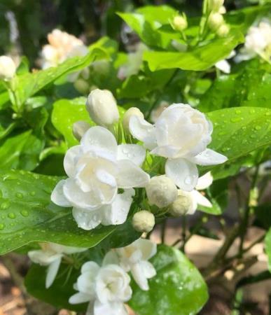 茉莉花如何养殖，盆栽茉莉花养护知识