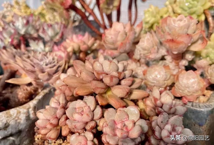 花卉多肉植物怎么养，多肉植物的培养方法介绍