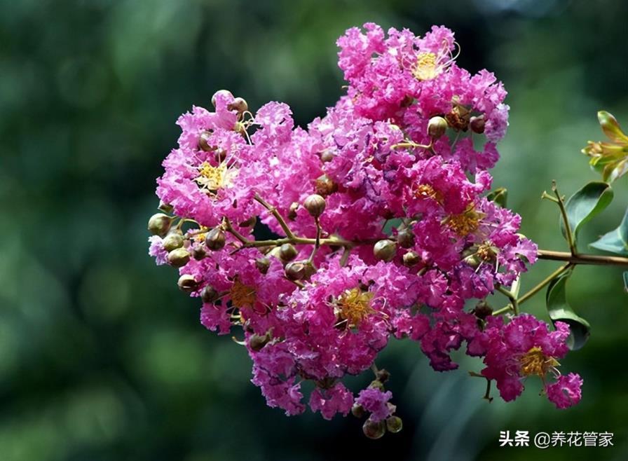 庭院一般种什么花，盘点十种适合庭院的花卉