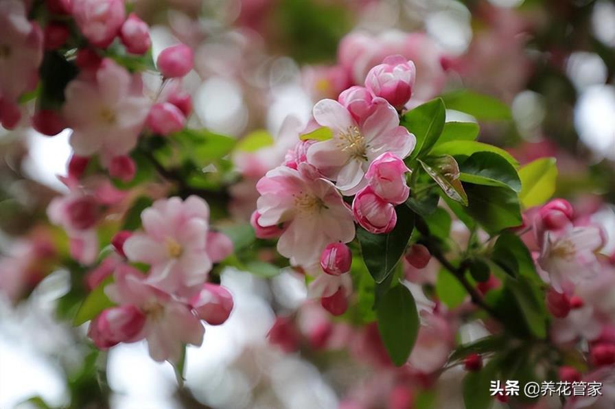 庭院一般种什么花，盘点十种适合庭院的花卉