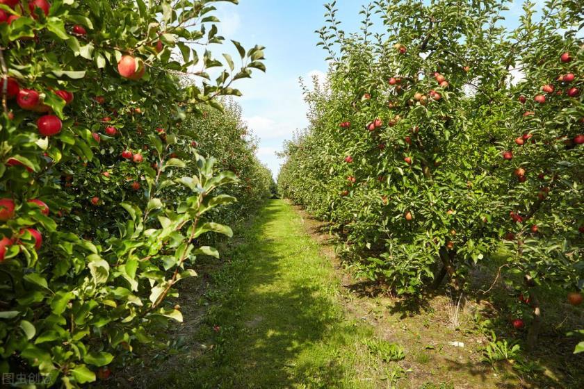 苹果树怎么修剪，苹果修剪技术和管理