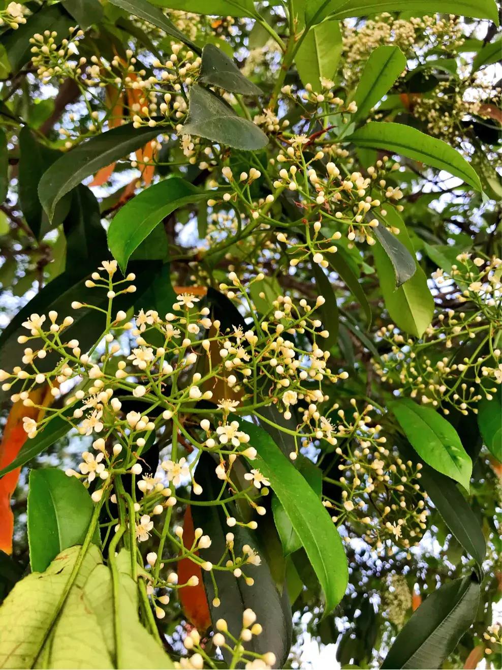 石楠花几月开花，有关石楠花花期简介