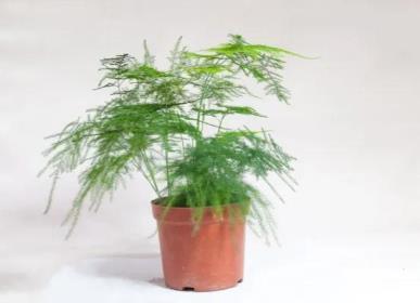 室内种植什么花草最好，盘点十种适合在家养的花